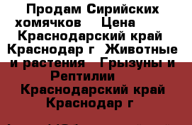 Продам Сирийских хомячков  › Цена ­ 50 - Краснодарский край, Краснодар г. Животные и растения » Грызуны и Рептилии   . Краснодарский край,Краснодар г.